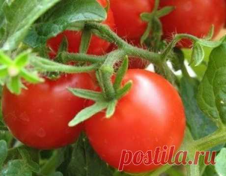 Теплые грядки своими руками – ранний урожай весной