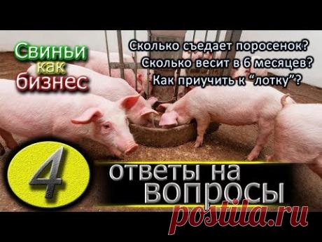 СКОЛЬКО ЕСТ ПОРОСЕНОК
