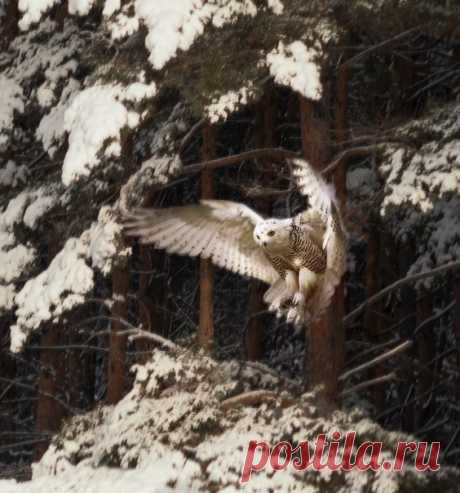 онаФото дня.