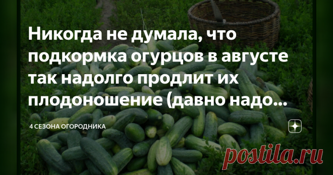 Никогда не думала, что подкормка огурцов в августе так надолго продлит их плодоношение (давно надо было так сделать) Похоже, будем есть свои огурцы до самых морозов. Еще и всем соседям достанется...