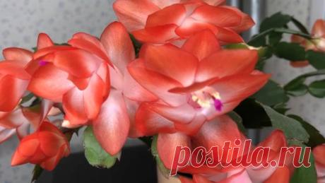 Подборка 14 уникальных натуральных подкормок для домашних цветов. Они будут цвести, как никогда прежде