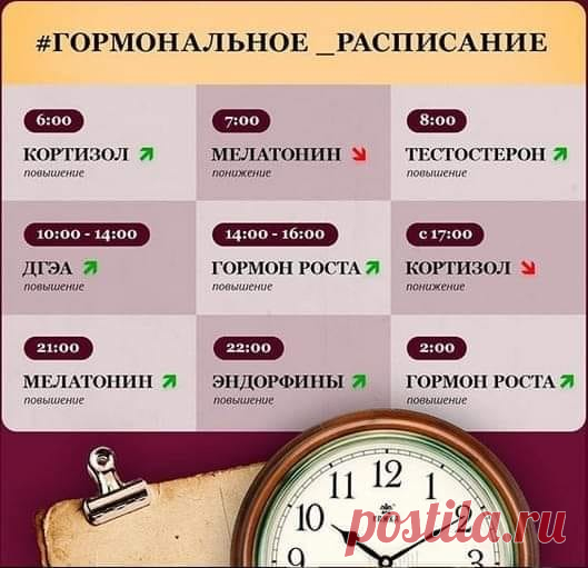 Гормональное расписание