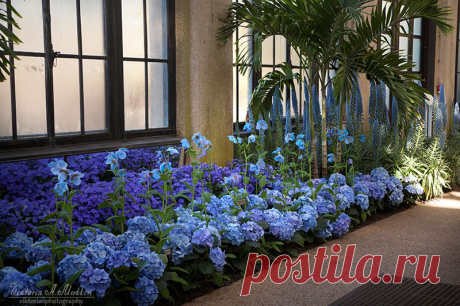 LONGWOOD GARDENS-БОТАНИЧЕСКИЙ САД!КРАСОТА!!! | Самоцветик