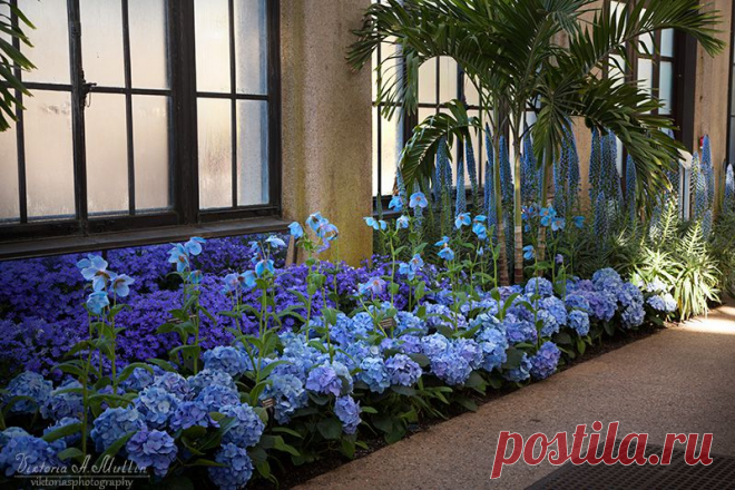 LONGWOOD GARDENS-БОТАНИЧЕСКИЙ САД!КРАСОТА!!! | Самоцветик