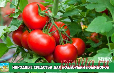 Народные средства для подкормки помидоров – самые лучшие рецепты

Первый раз помидоры подкармливают спустя 14-16 дней после высадки рассады. Это касается растений, выращиваемых как в открытом грунте, так и в теплице. После чего внесение удобрений проводят до середины июля с интервалом 2 недели.

 Как подкормить помидоры йодом
Йод не только ускоряет созревание плодов, но и предупреждает развитие опасного заболевания – фитофтороза. В 10 л воды растворяют 4 капли спиртового р...