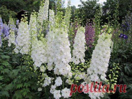 Одноклассники