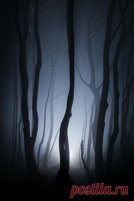 Misaki S  Tree &amp; Path