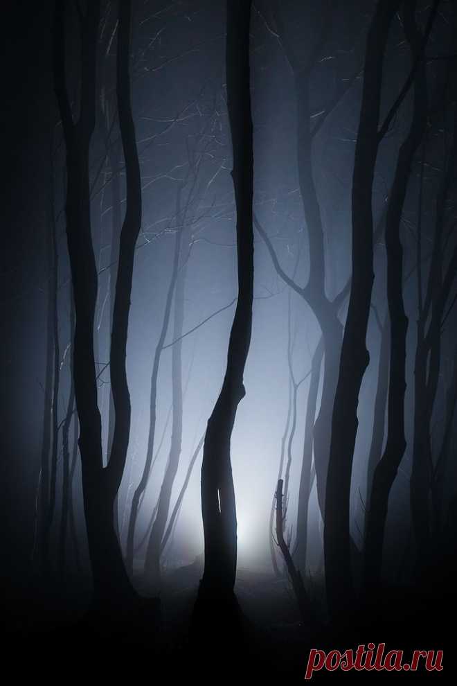 Misaki S  Tree & Path