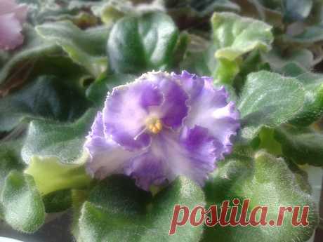 бело-фиолетова