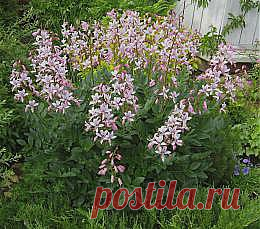 Ясенец | Сады Северо-Запада