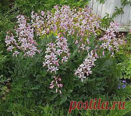 Ясенец | Сады Северо-Запада