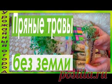 РАССАДА ПРЯНЫХ ТРАВ БЕЗ ЗЕМЛИ!