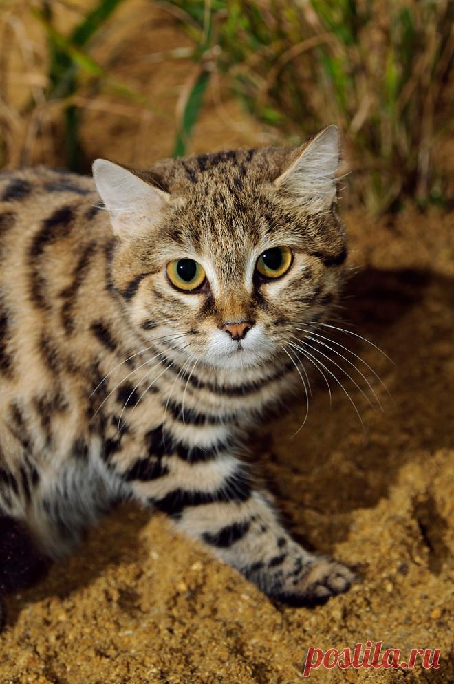 Черноногая кошка (Felis nigripes) | Терри Уиттакер Фотография