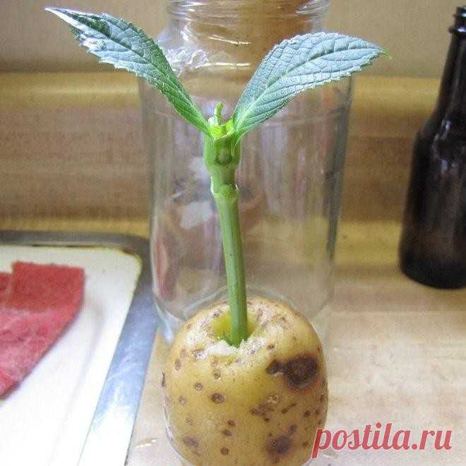 В любое время года -- преимущества выращивания черенков роз в картофелине 





Преимущество домашнего выращивания роз в картошке состоит в том, что делать это можно в любое время года.

  

 Для выращивания роз дома используются любые емкости, но, конечно, с учетом дальней…
