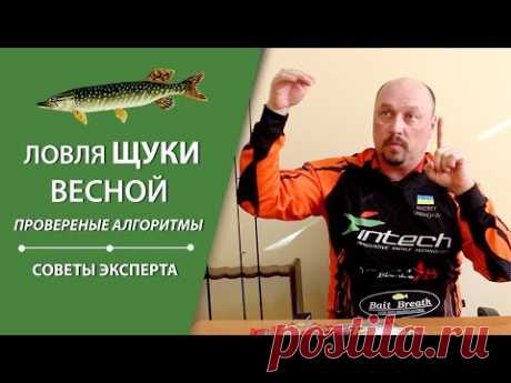 Ловля щуки весной, проверенные алгоритмы | Советы эксперта