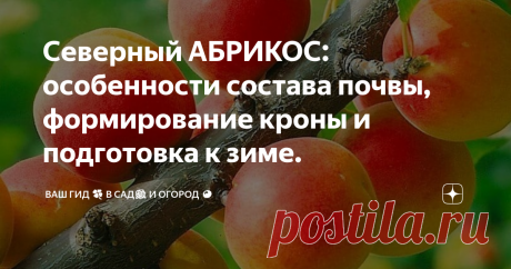 Северный АБРИКОС: особенности состава почвы, формирование кроны и подготовка к зиме. Еще один важный момент – СОСТАВ И КИСЛОТНОСТЬ ПОЧВЫ. Абрикос любит легкие, рыхлые, богатые органикой, хорошо проницаемые почвы с нейтральной или слабощелочной реакцией (рН 7,0 – 7,5). На тяжелых глинистых и кислых он проживет не больше двух лет.
Для быстрого роста и развития северному абрикосу необходимы органические и минеральные подкормки. Первую – раствором мочевины – проводят сразу после
