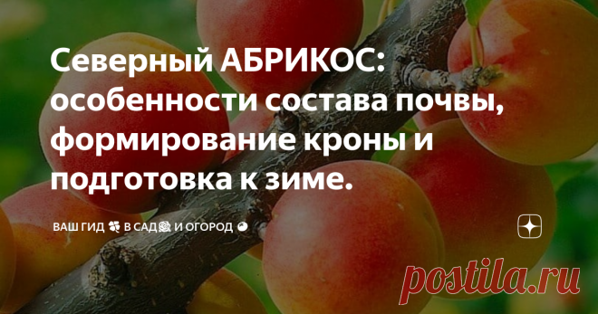 Северный АБРИКОС: особенности состава почвы, формирование кроны и подготовка к зиме. Еще один важный момент – СОСТАВ И КИСЛОТНОСТЬ ПОЧВЫ. Абрикос любит легкие, рыхлые, богатые органикой, хорошо проницаемые почвы с нейтральной или слабощелочной реакцией (рН 7,0 – 7,5). На тяжелых глинистых и кислых он проживет не больше двух лет.
Для быстрого роста и развития северному абрикосу необходимы органические и минеральные подкормки. Первую – раствором мочевины – проводят сразу после