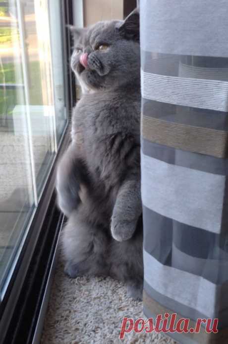 cats