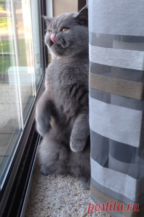 cats