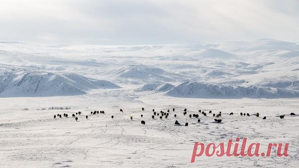 Как вам погодка? А вот так в феврале на Алтае: отара овец возвращается в стойбище по Чуйской степи. В тридцатиградусный мороз снимал Алексей Пришвин – nat-geo.ru/community/user/193554.