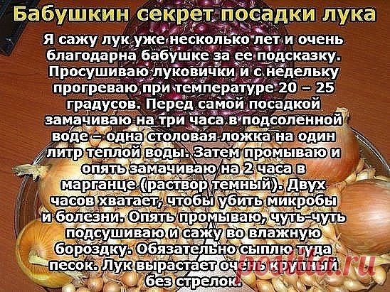 Бабушкин секрет посадки лука 
Покупала я у одной бабушки семена лука не чернушку, а уже маленькие луковички, тут сорт не имеет значения. 
И она дала совет как его правильно садить.
Я сажу лук уже несколько лет и очень благодарна бабушке за ее подсказку. 
Просушиваю луковички и с недельку прогреваю при температуре 20 – 25 градусов. 
Перед самой посадкой замачиваю на три часа в подсоленной воде – одна столовая ложка на один литр теплой воды. 
Затем промываю и опять замачиваю на 2 часа в марганце