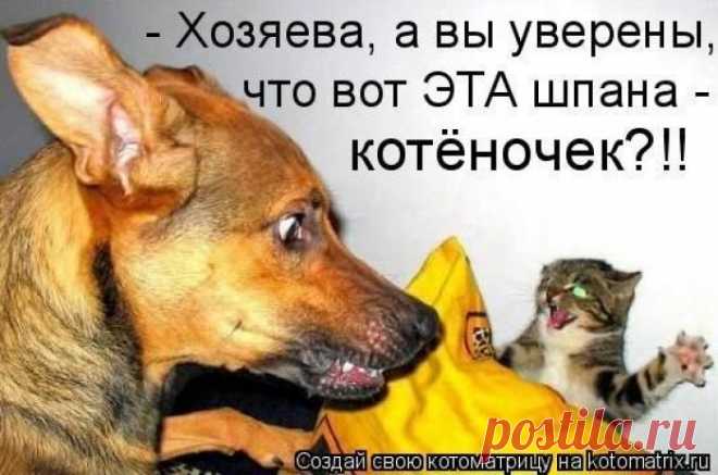 Эта шпана-котёночек?