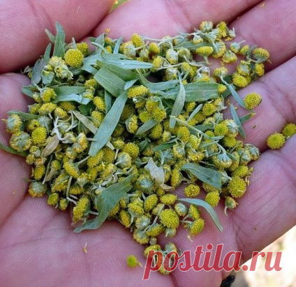 Лечение полынью очищает тело от всяких вредных организмов, находящихся в нем (это разного рода простейшие - трихомонады, хламиды, герпес, кандида, лямблии, эхинококковая инфекция)., излечивает бессоницу, нервные болезни и восстанавливает обмен веществ, в результате чего исчезает ожирение и лишний вес. 
Полынная терапия снимает почти все воспалительные процессы, особенно при поражении пищеварительного тракта и половых путей. 
Полынь принимают при гинекологических заболеваниях, простатитах, уретр