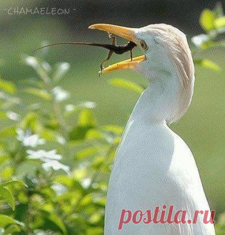 Фауна | Фотографии ~CHAMAELEON ~ | 2285 фото