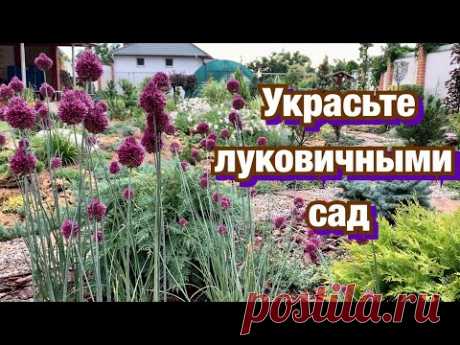 УКРАСЬТЕ САД ЛУКОВИЧНЫМИ! Посадка тюльпанов , нарциссов, крокусов, декоративных луков.