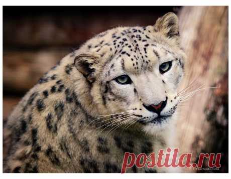 35PHOTO - Lilia Tkachenko - Ирбис