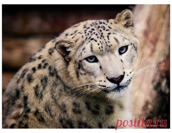 35PHOTO - Lilia Tkachenko - Ирбис