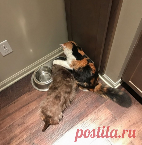 "И жили они как кошка с собакой"