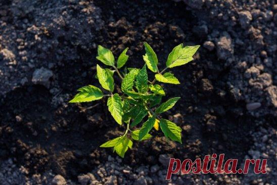 Для помидоров крайне нужны эти удобрения:
Азот – помогает наращивать вегетативную массу (стеблей, листьев);
Фосфор – улучшает корневую систему, ускоряет цветение и созревание плодов;
Калий – способствует образованию завязей;
Бор – повышает урожайность, образование завязей.
Если листья начали желтеть, помидорам не хватает азота.
При недостатке фосфора литься начинают темнеть, края заворачиваются вовнутрь.
Нехватка калия способствует тому, что формируются курчавые листья.