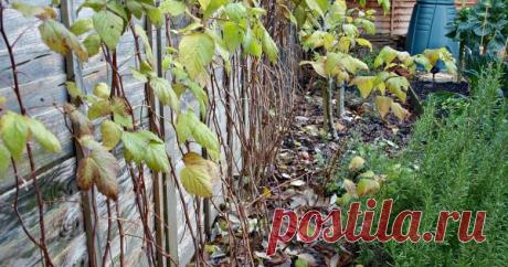 Как обрезать малину осенью – подробный мастер-класс для начинающих Мало кто из садоводов высаживает только обычную или ремонтантную малину. Как правило, посадки смешанные, и осенью это изрядно осложняет обрезку. Разберемся, какую малину нужно обрезать и как.