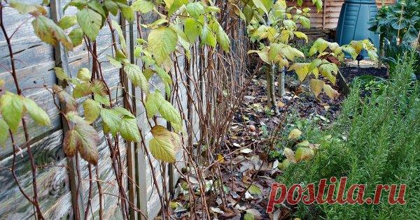 Как обрезать малину осенью – подробный мастер-класс для начинающих Мало кто из садоводов высаживает только обычную или ремонтантную малину. Как правило, посадки смешанные, и осенью это изрядно осложняет обрезку. Разберемся, какую малину нужно обрезать и как.