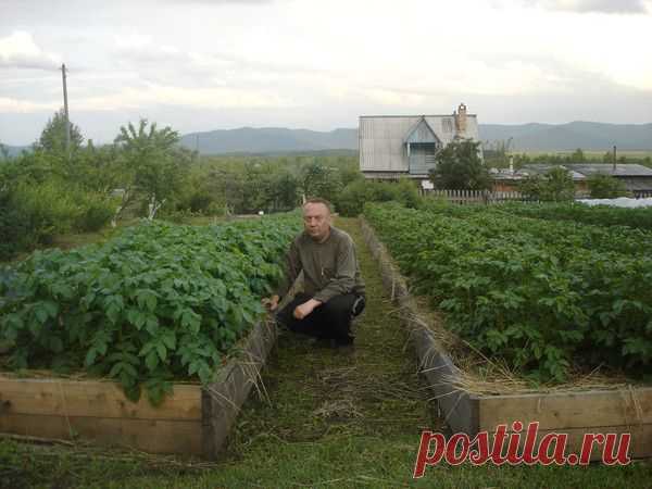 Удивительный огород Игоря Лядова