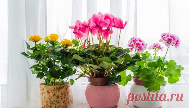 7 советов флористов: чтобы комнатные цветы росли как сумасшедшие!
Если вы хотите красивого цветения и пышную листву, прислушайтесь к этим простым рекомендациям. При выборе комнатного растения мы всегда обращаем внимание на внешний вид листьев и цветов, форму. Но каждое растение имеет свою индивидуальную энергетику, влияя на состояние человека. Красивое комнатное растение – это, прежде всего...
Читай дальше на сайте. Жми подробнее ➡