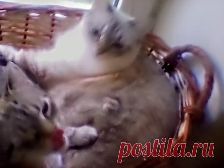 Фотография - Google Фото