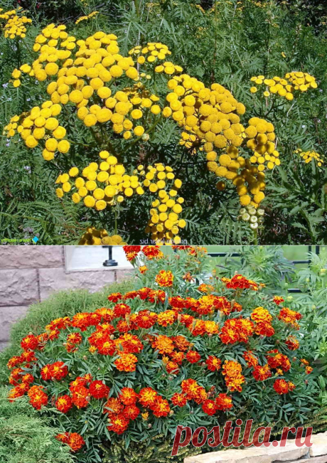 Какие растения отпугивают комаров, мух и других вредителей | Дача - впрок