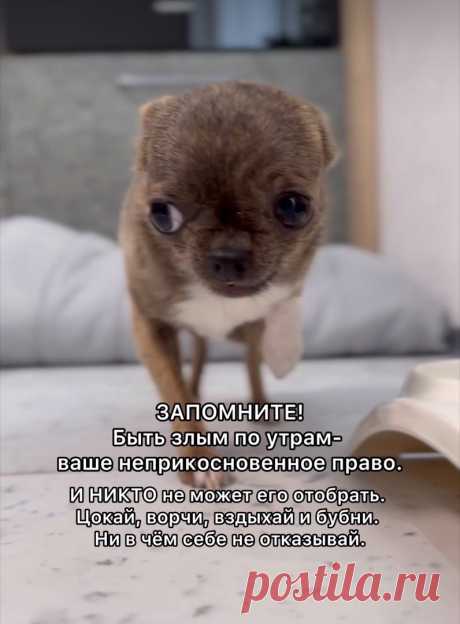 чих)