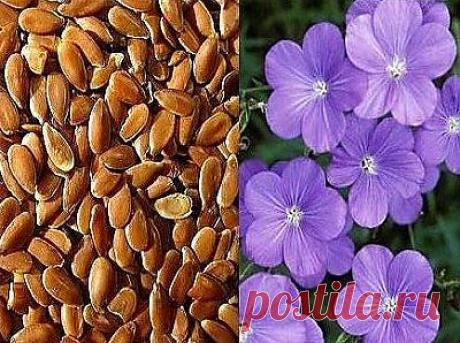 Семя льна Применение