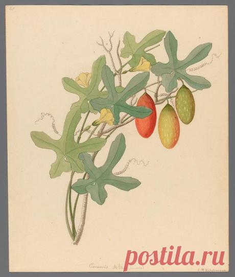 Drawings of plants collected at Cape Town : Wehdemann, Clemenz Heinrich, 1762-1835 : Free Download, Borrow, and Streaming : Internet Archive