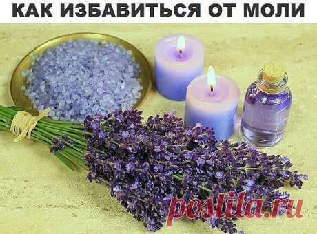 от моли