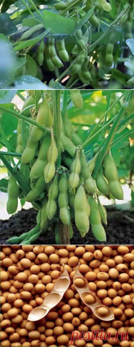 В каких условиях растет соя, посадка на приусадебном участке | Дача - впрок