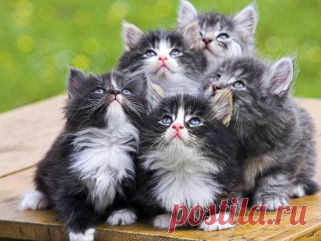 (1) Facebook