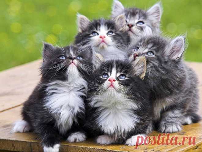 (1) Facebook