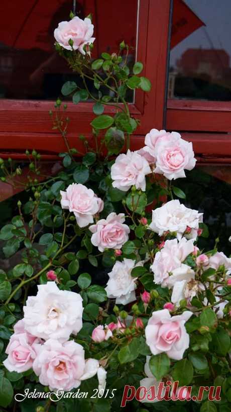 Еще одна роза в моем саду Смайлик «smile» New Dawn Выдающаяся роза во всех отношениях. Все лето она покрыта красивыми бледно-розовыми цветками. Можно использовать ее как плетистую розу либо как шраб. Очень зимотойка, имеет великолепную устойчивость к заболеваниям. В последнее десятилетие розу New Dawn сажали чаще любой другой. Как самую популярную в мире ее даже провозгласили «розой мира». (2015 г. Литва, Клайпеда)