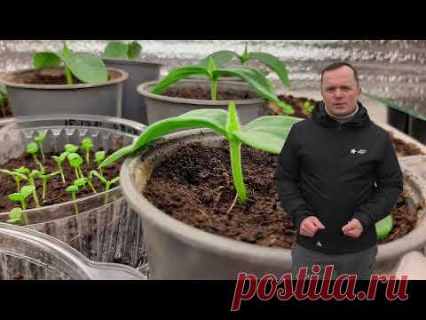 Пенопласт поможет получить дружные всходы рассады- полезная подсказка!