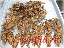 Учёные считают, что жуки намного полезнее говядины - новость из рубрики Здоровье, актуальная информация, обсуждение новости, дискуссии на Newsland.