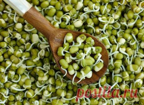 Бобы мунг: состав, калорийность и полезные свойства